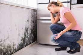 Best Residential Mold Inspection & Testing in Mansfield, OH